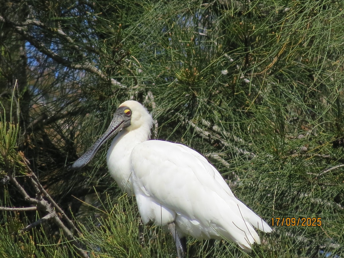Royal Spoonbill - ML642001400