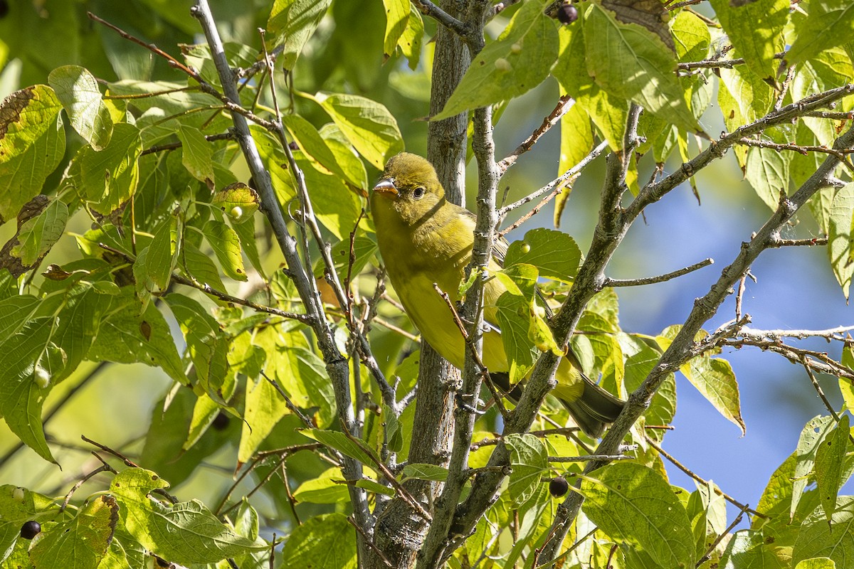 Western Tanager - ML642001401