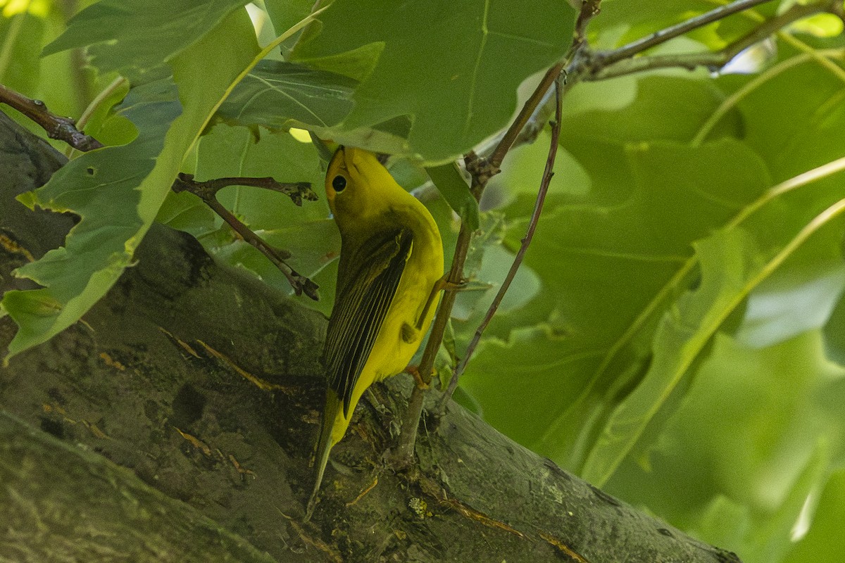 Wilson's Warbler - ML642001411