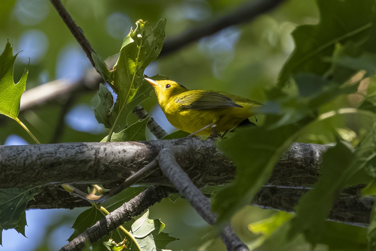 Wilson's Warbler - ML642001414