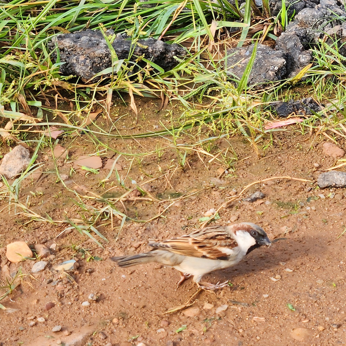 House Sparrow - ML642001420