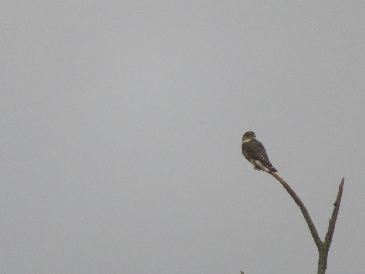 Merlin - ML642001422