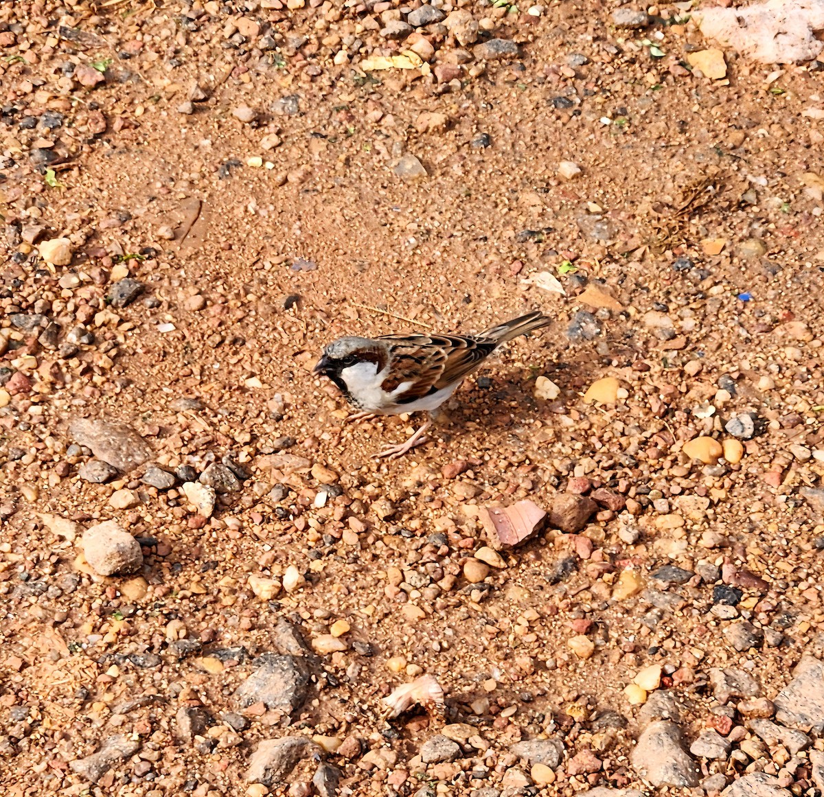 House Sparrow - ML642001424
