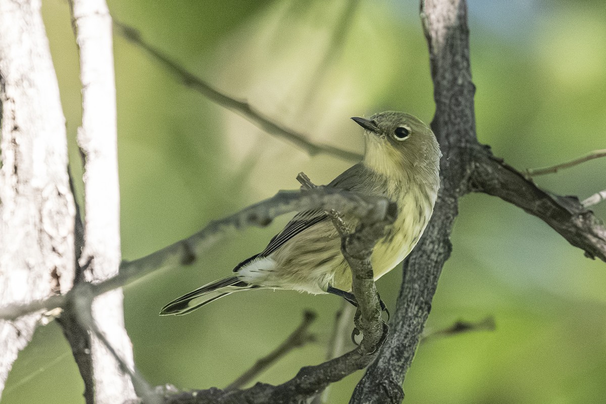 Yellow-rumped Warbler - ML642001425