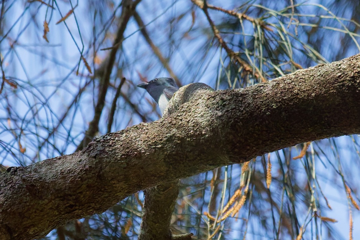 Leaden Flycatcher - ML642001426
