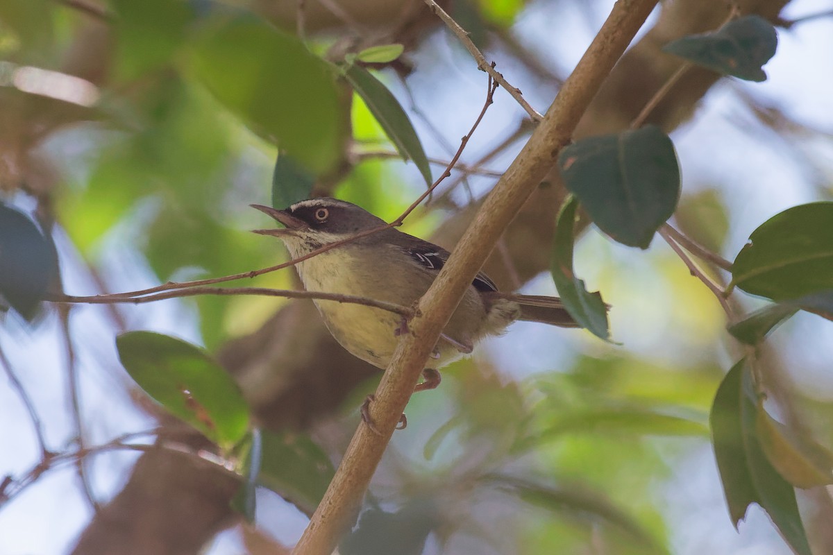 White-browed Scrubwren - ML642001427
