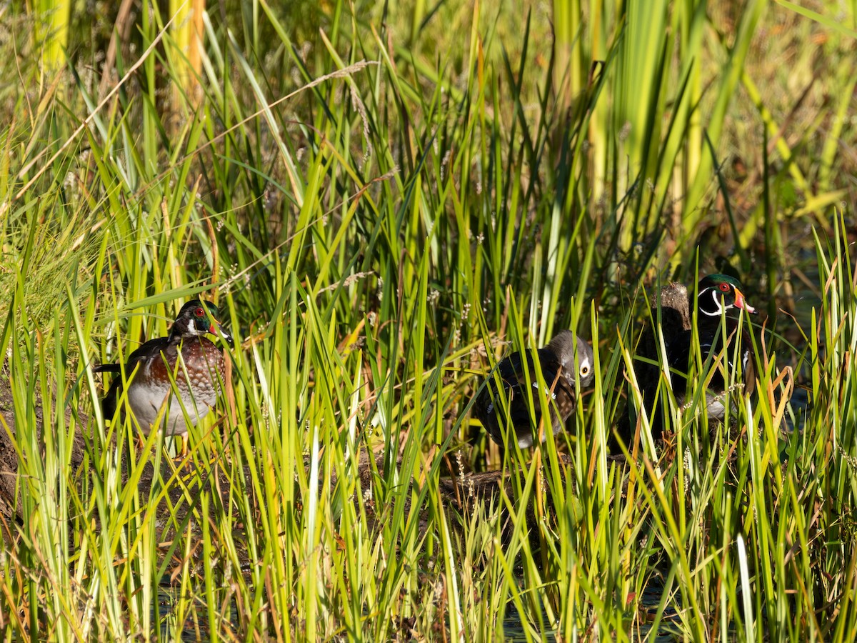 Wood Duck - ML642001430