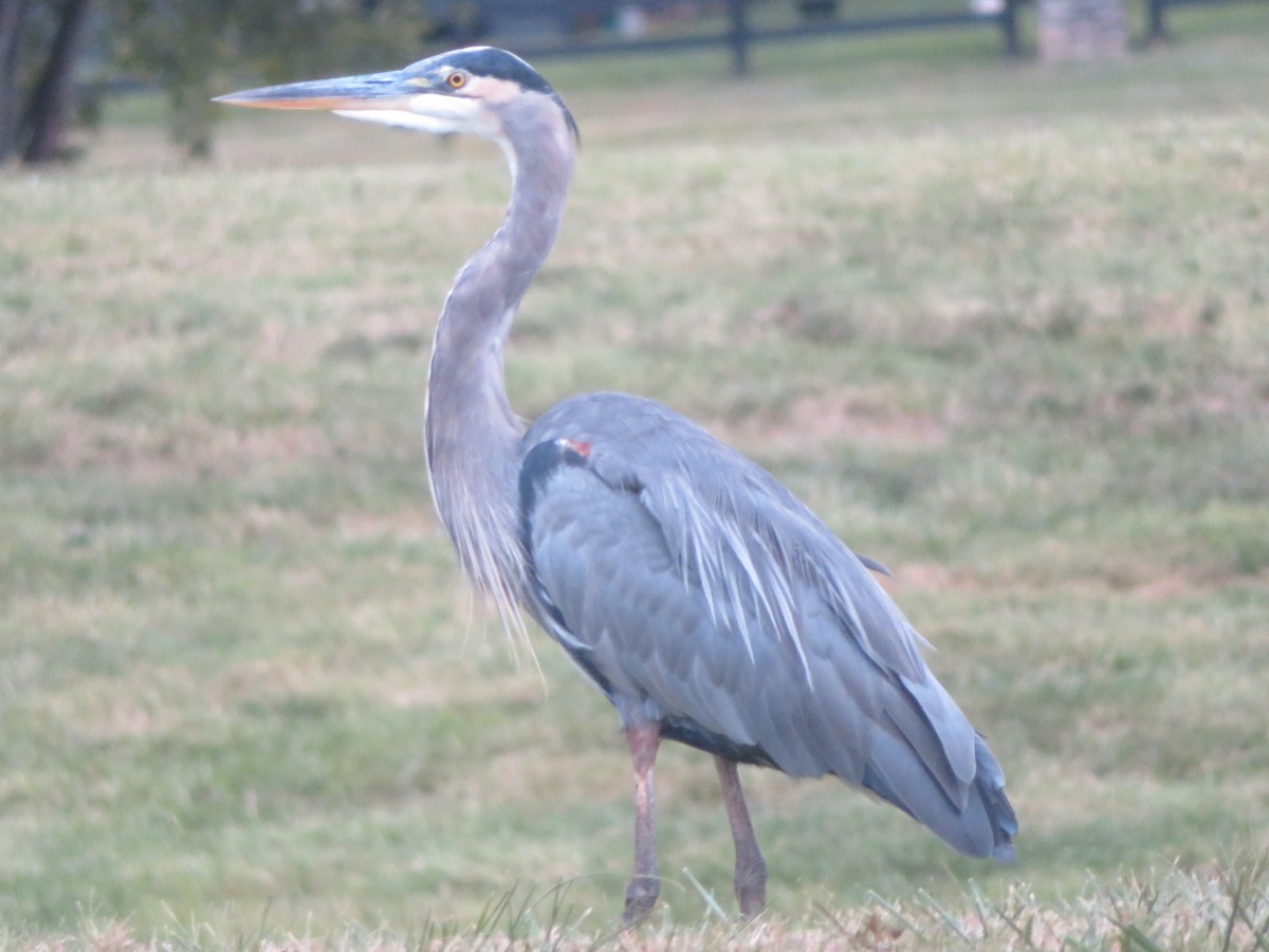 Great Blue Heron - ML642001433