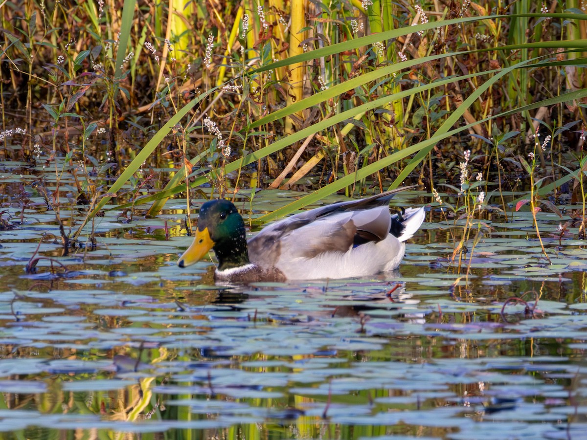 Mallard - ML642001434