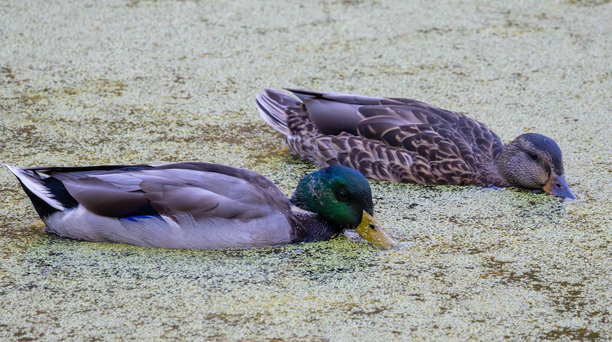 Mallard - ML642001435