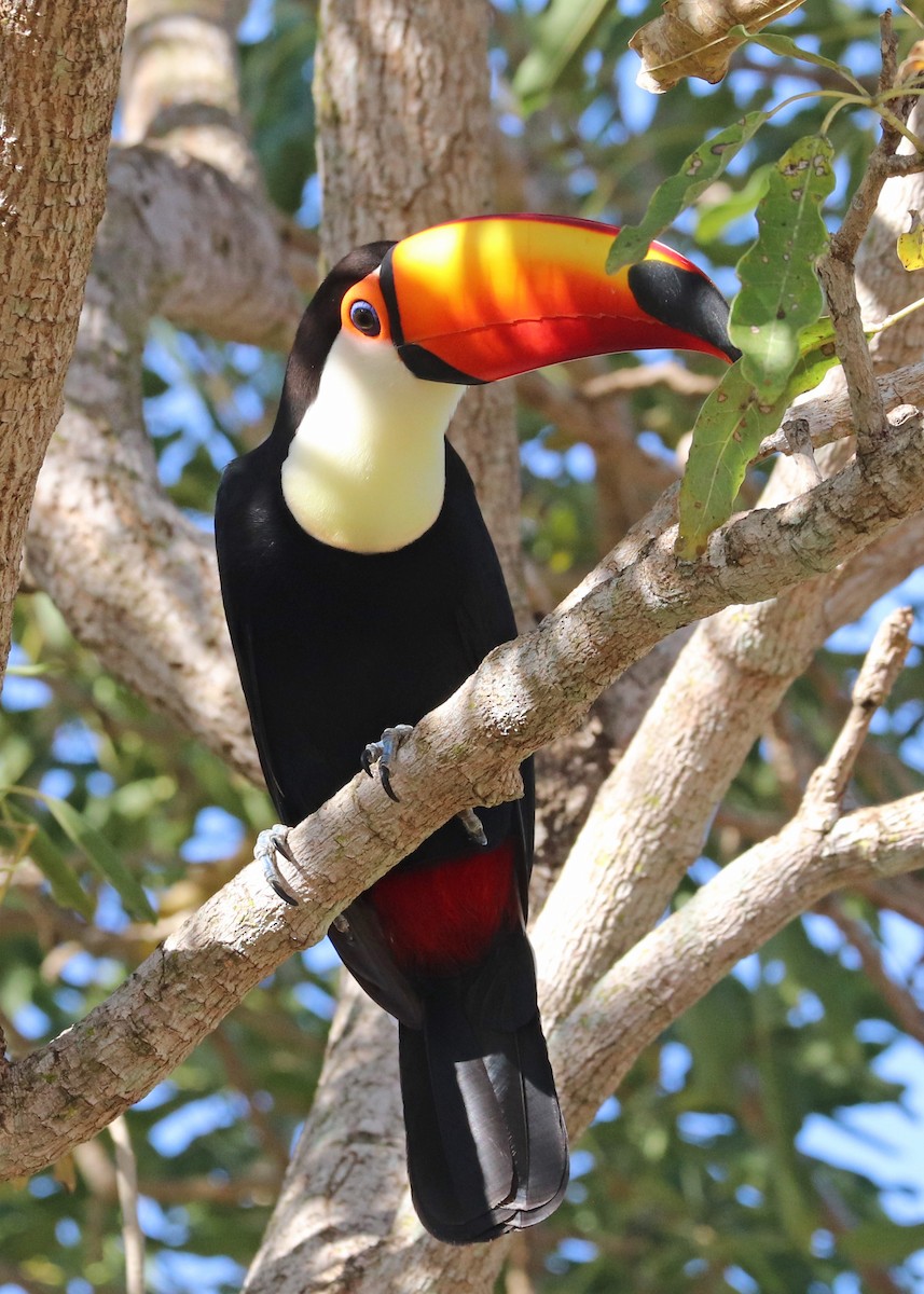 Toco Toucan - ML642001437
