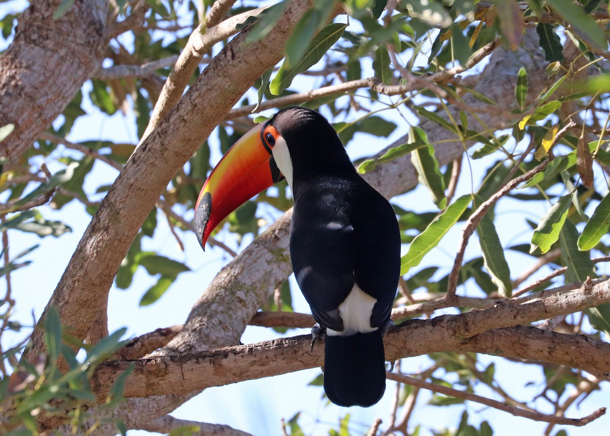 Toco Toucan - ML642001438