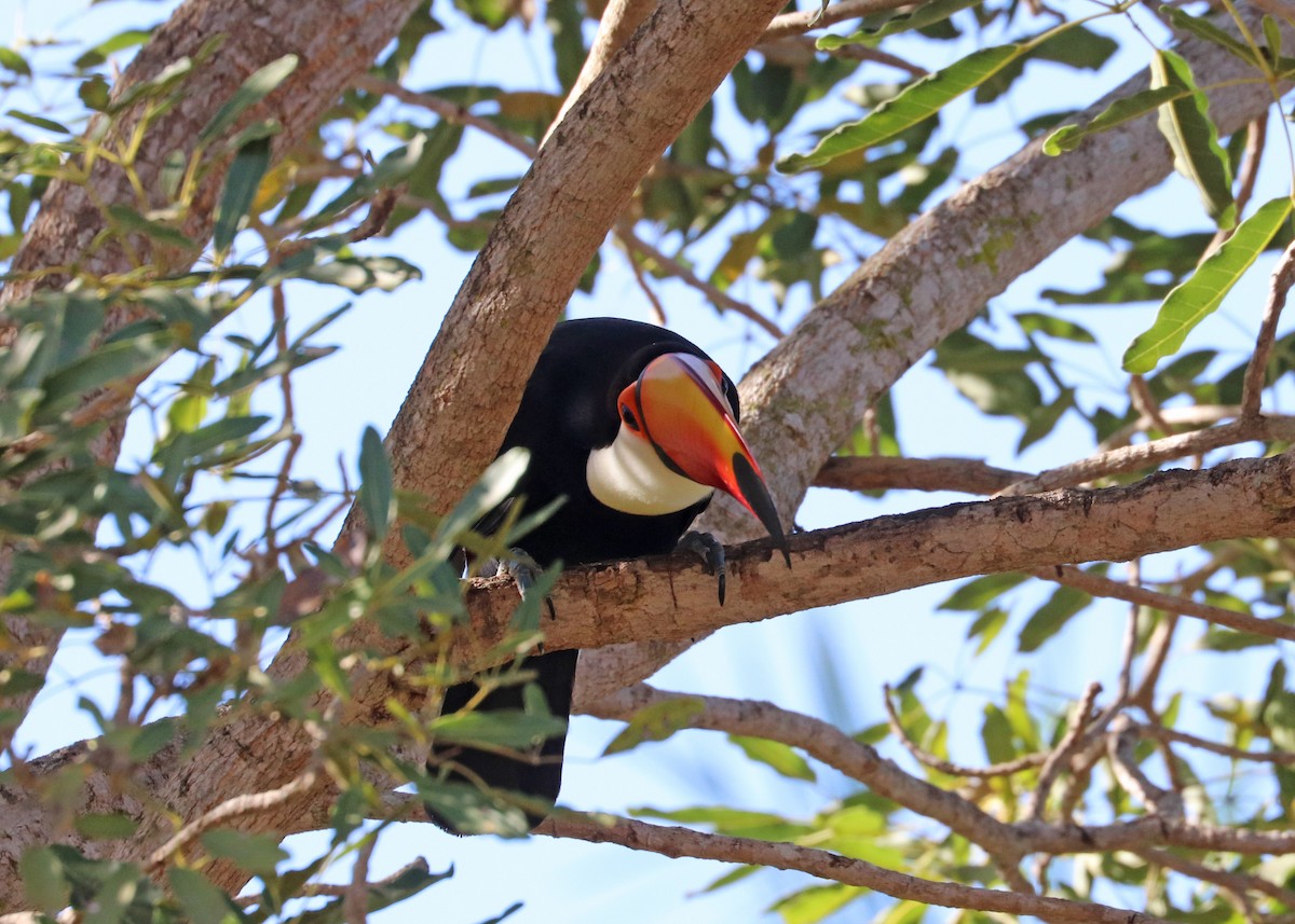 Toco Toucan - ML642001439