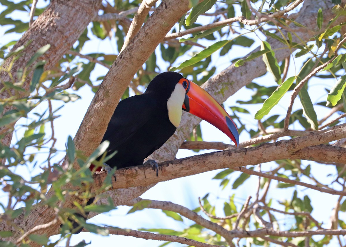 Toco Toucan - ML642001440