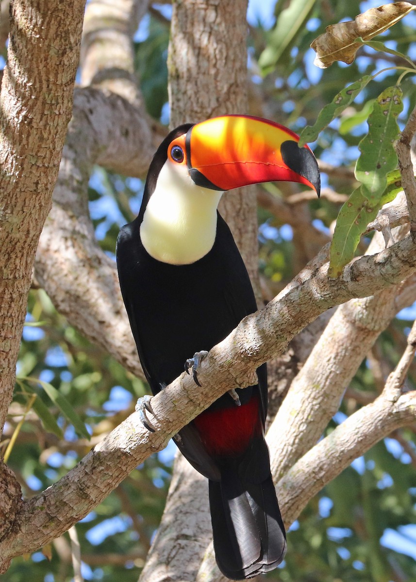 Toco Toucan - ML642001441