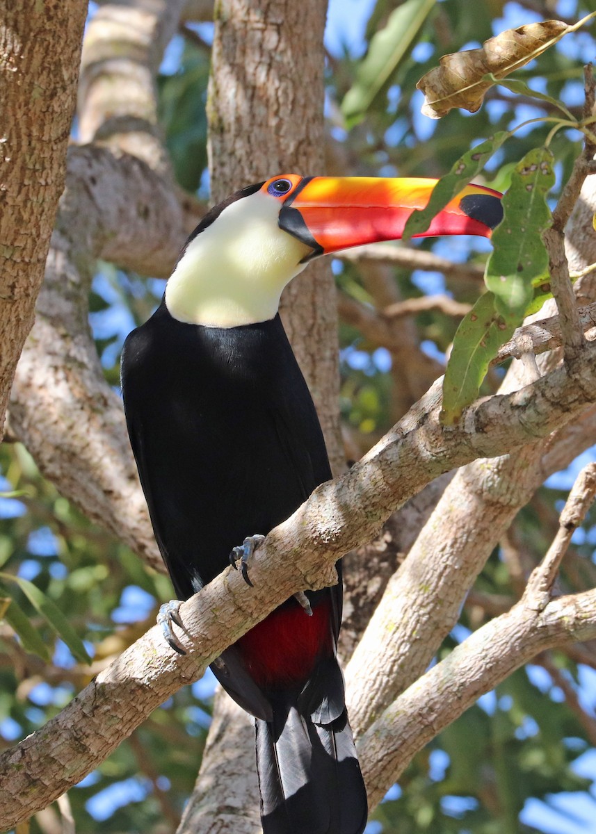 Toco Toucan - ML642001442