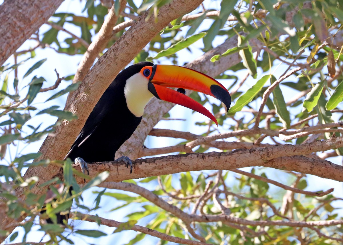 Toco Toucan - ML642001443