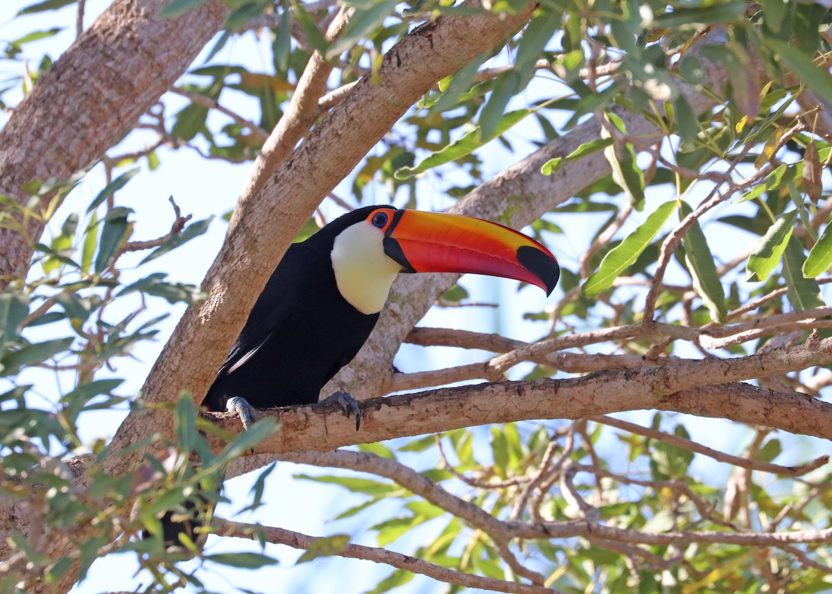 Toco Toucan - ML642001444