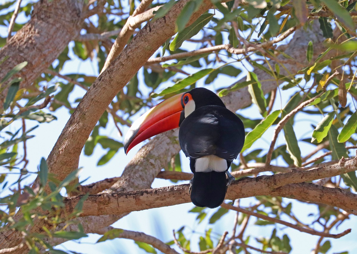Toco Toucan - ML642001445