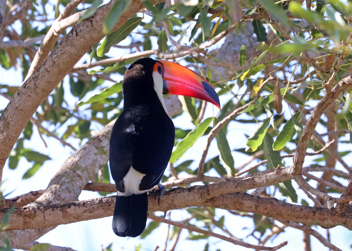 Toco Toucan - ML642001446