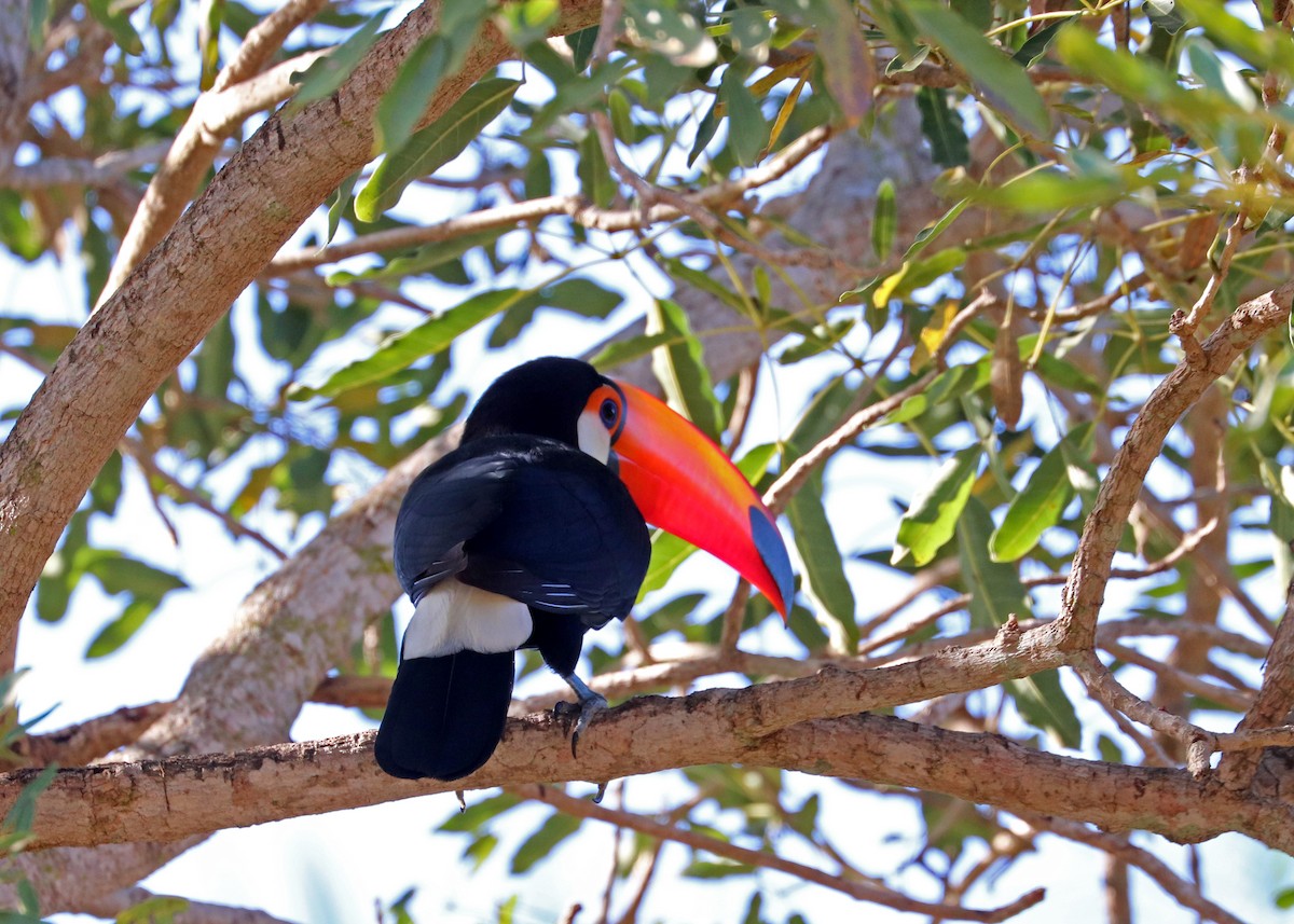 Toco Toucan - ML642001447