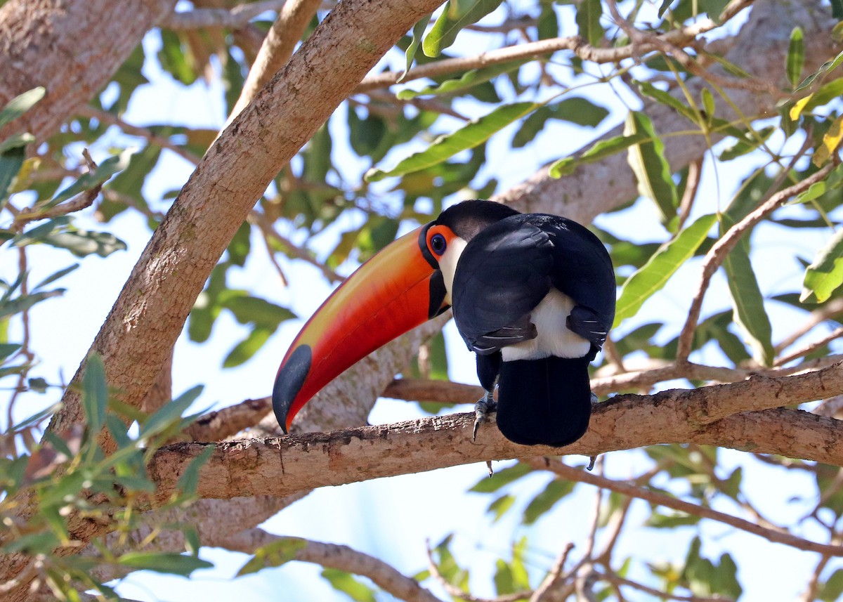 Toco Toucan - ML642001449