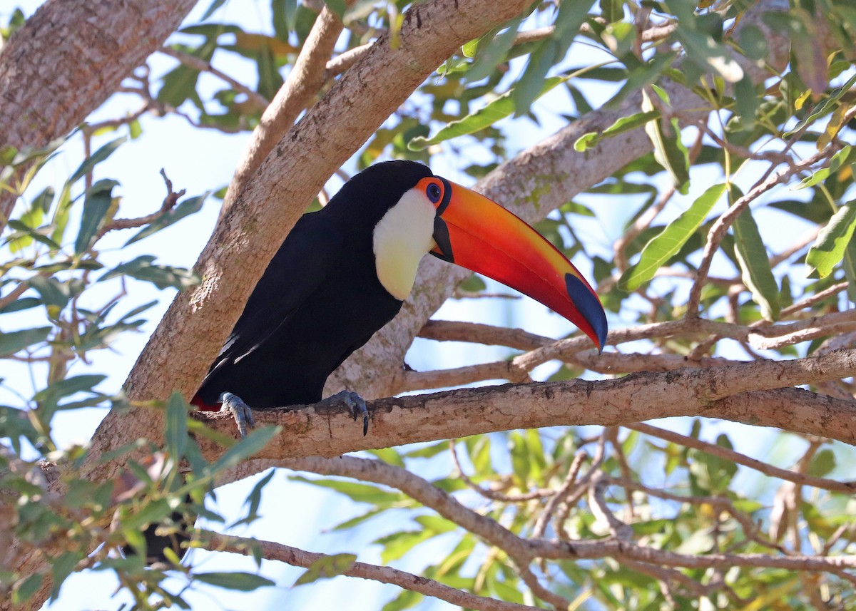 Toco Toucan - ML642001450