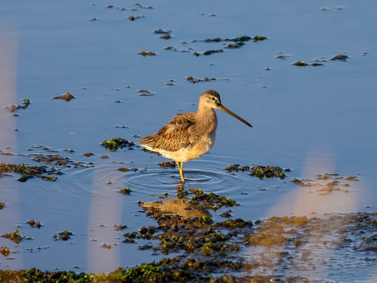 Long-billed Dowitcher - ML642001454