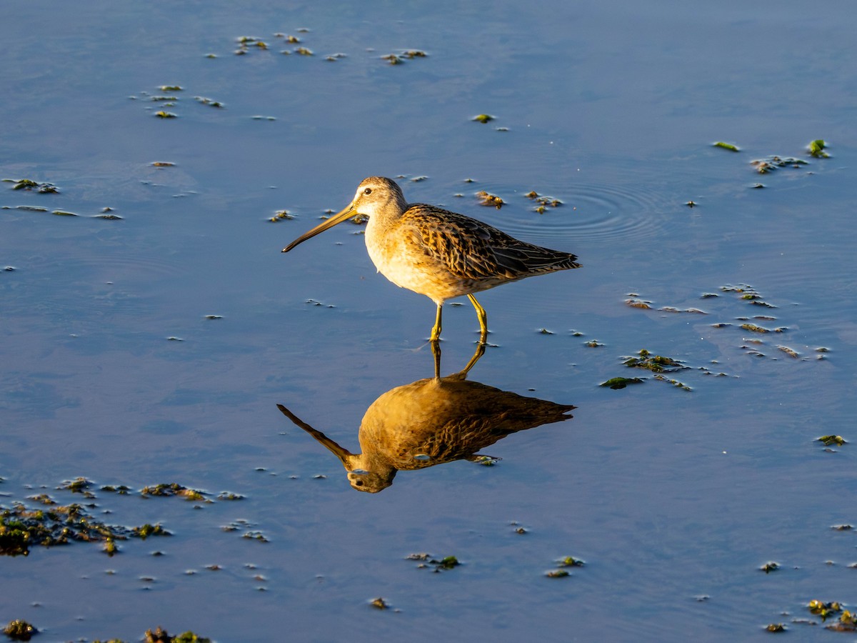 Long-billed Dowitcher - ML642001455
