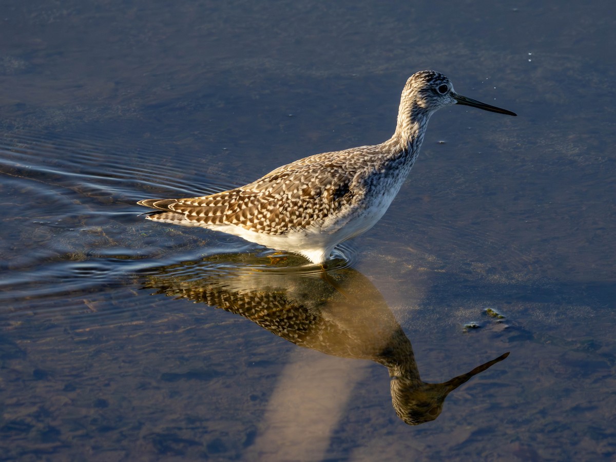 Greater Yellowlegs - ML642001463