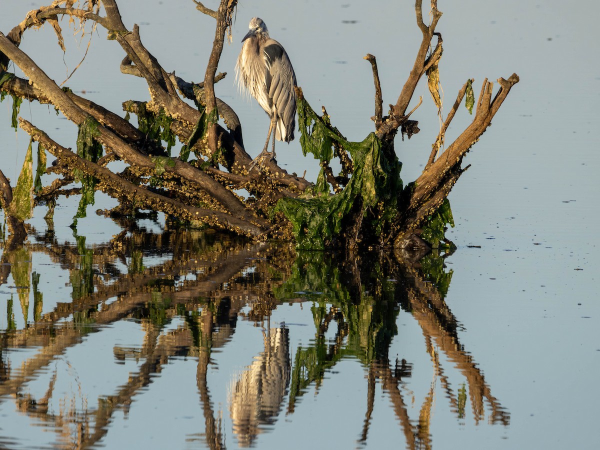 Great Blue Heron - ML642001466