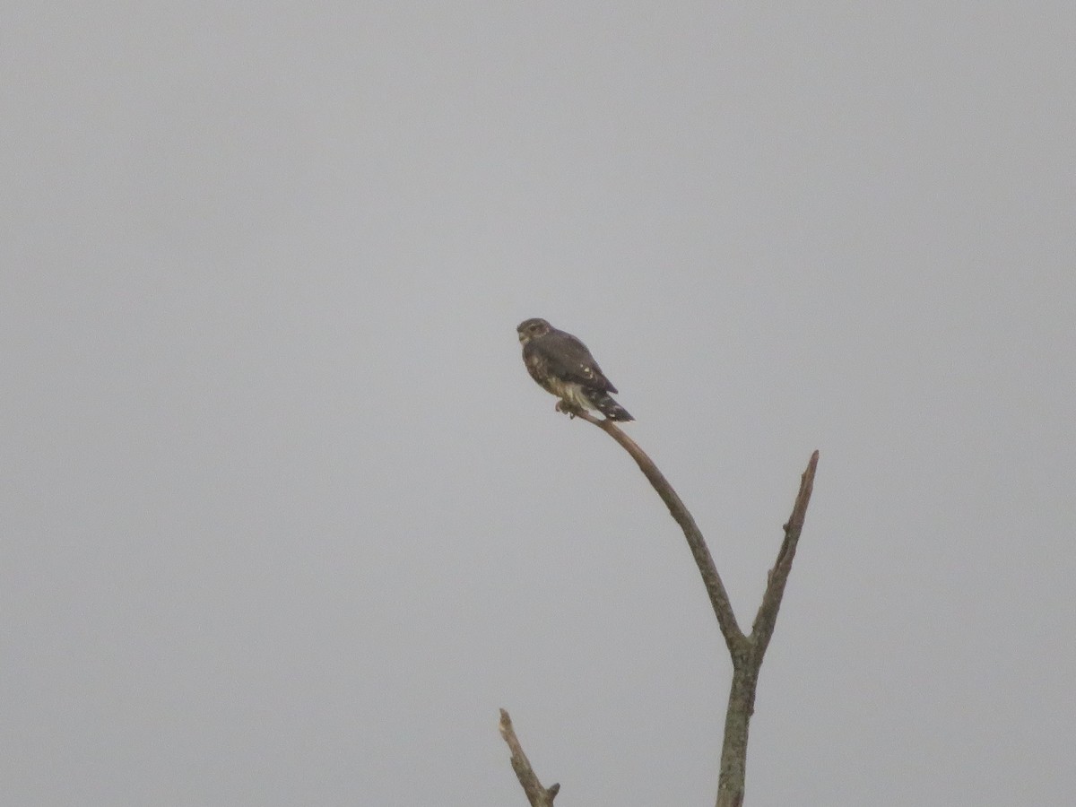 Merlin - ML642001467