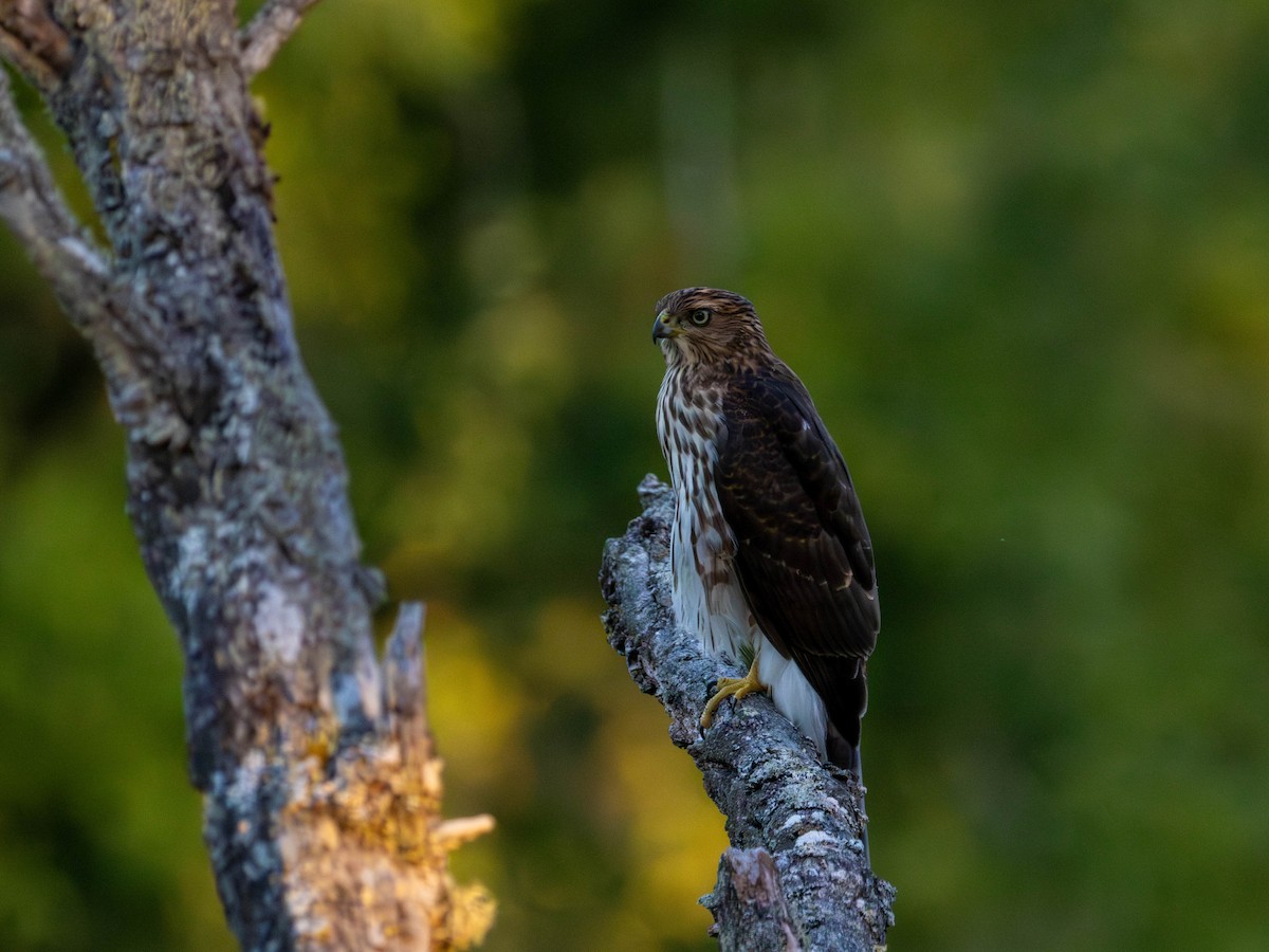 Cooper's Hawk - ML642001468