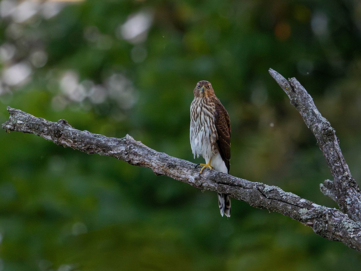 Cooper's Hawk - ML642001469