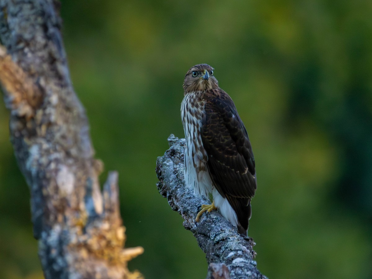 Cooper's Hawk - ML642001470