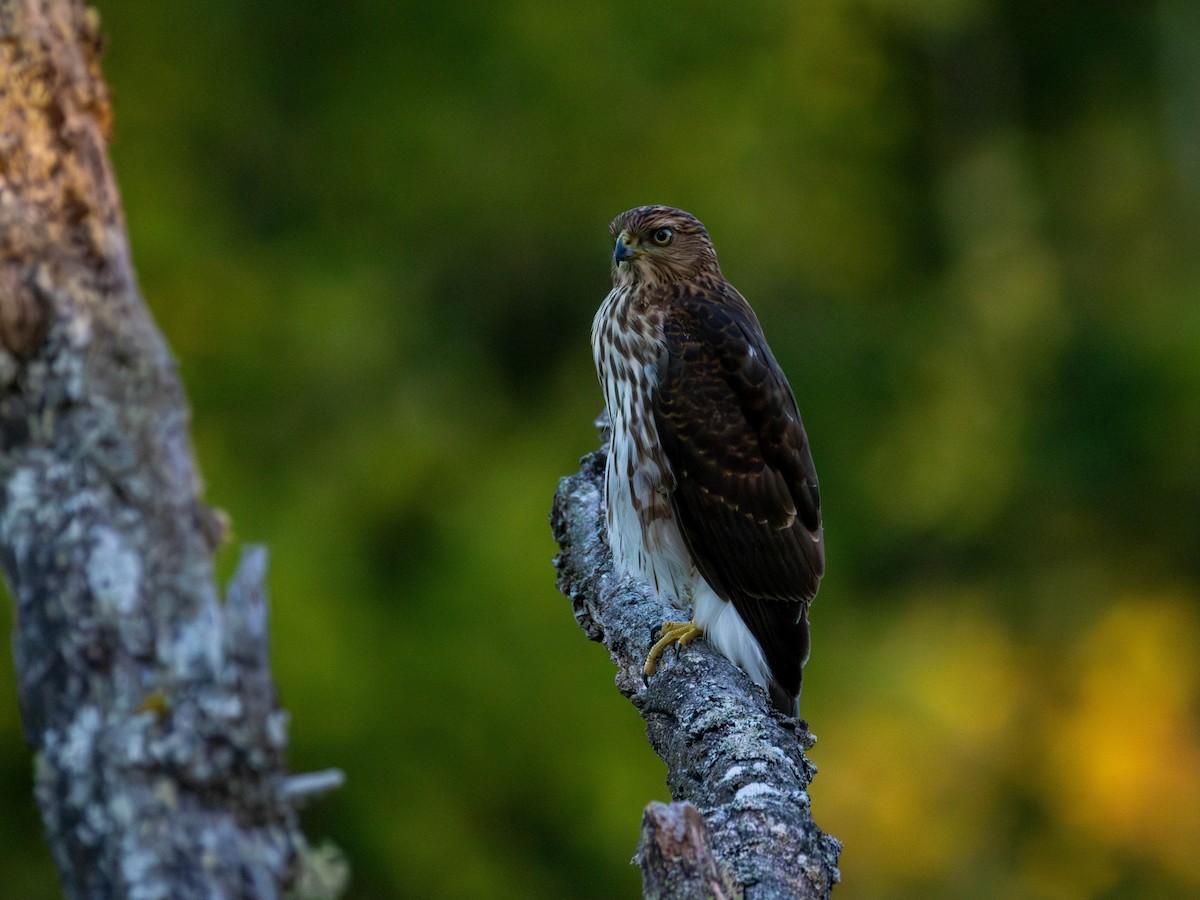 Cooper's Hawk - ML642001471