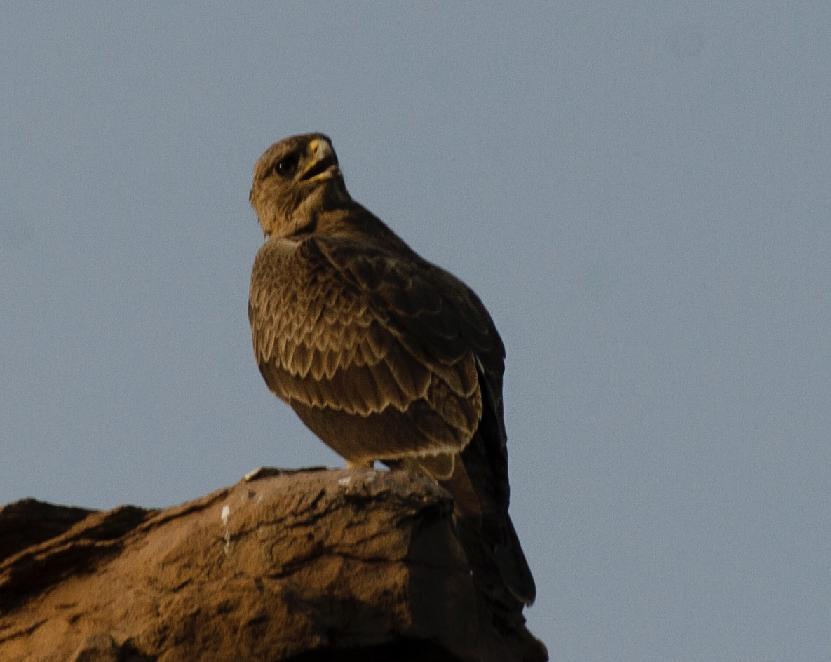 Aquila di Bonelli - ML642001472