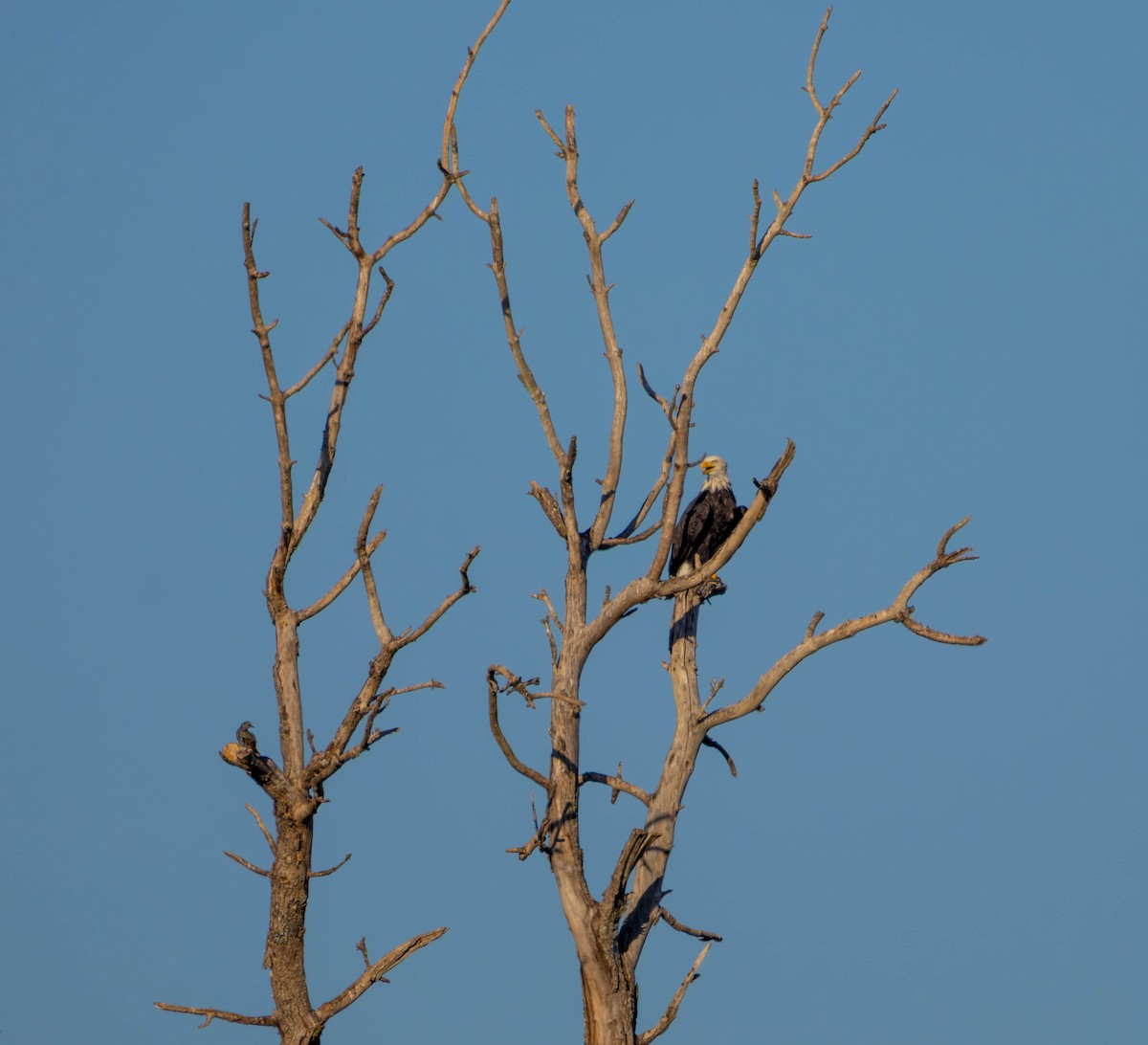 Bald Eagle - ML642001474