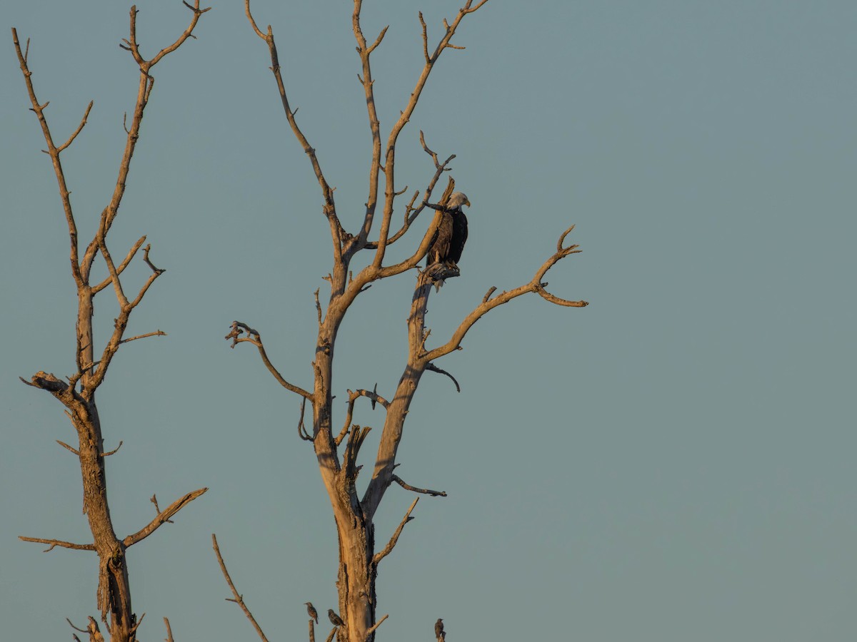 Bald Eagle - ML642001475