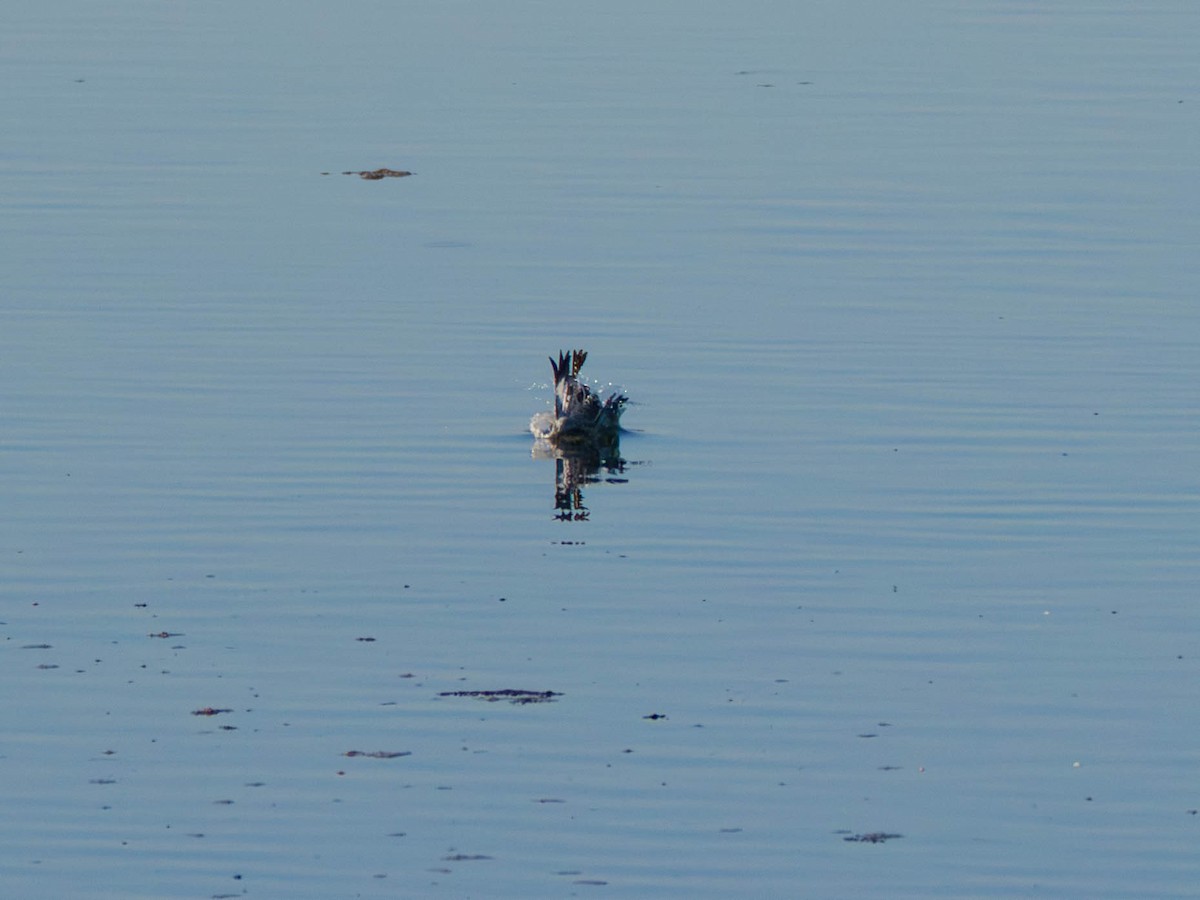 Belted Kingfisher - ML642001476