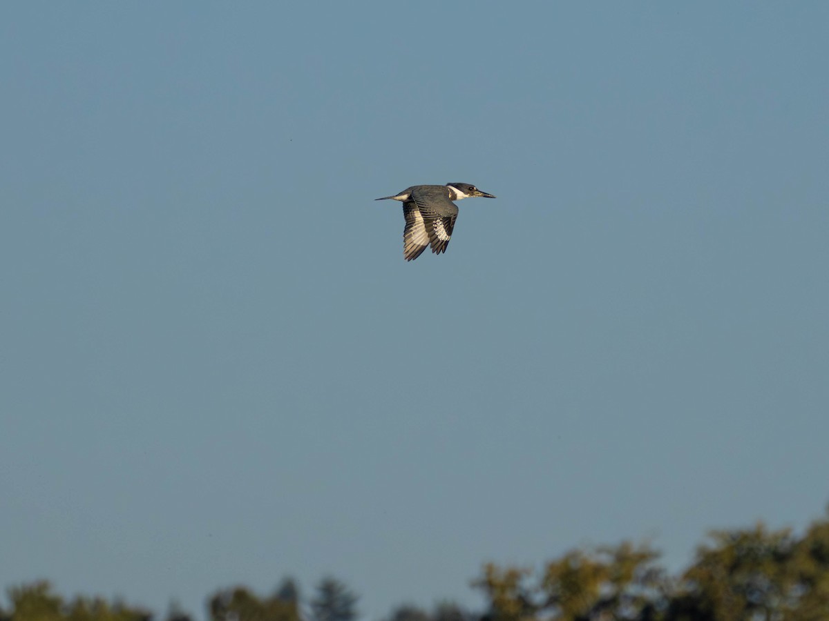 Belted Kingfisher - ML642001477