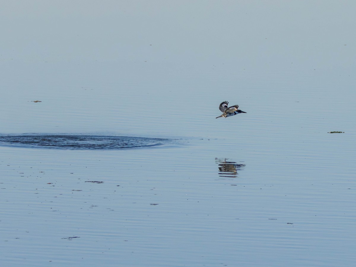 Belted Kingfisher - ML642001478