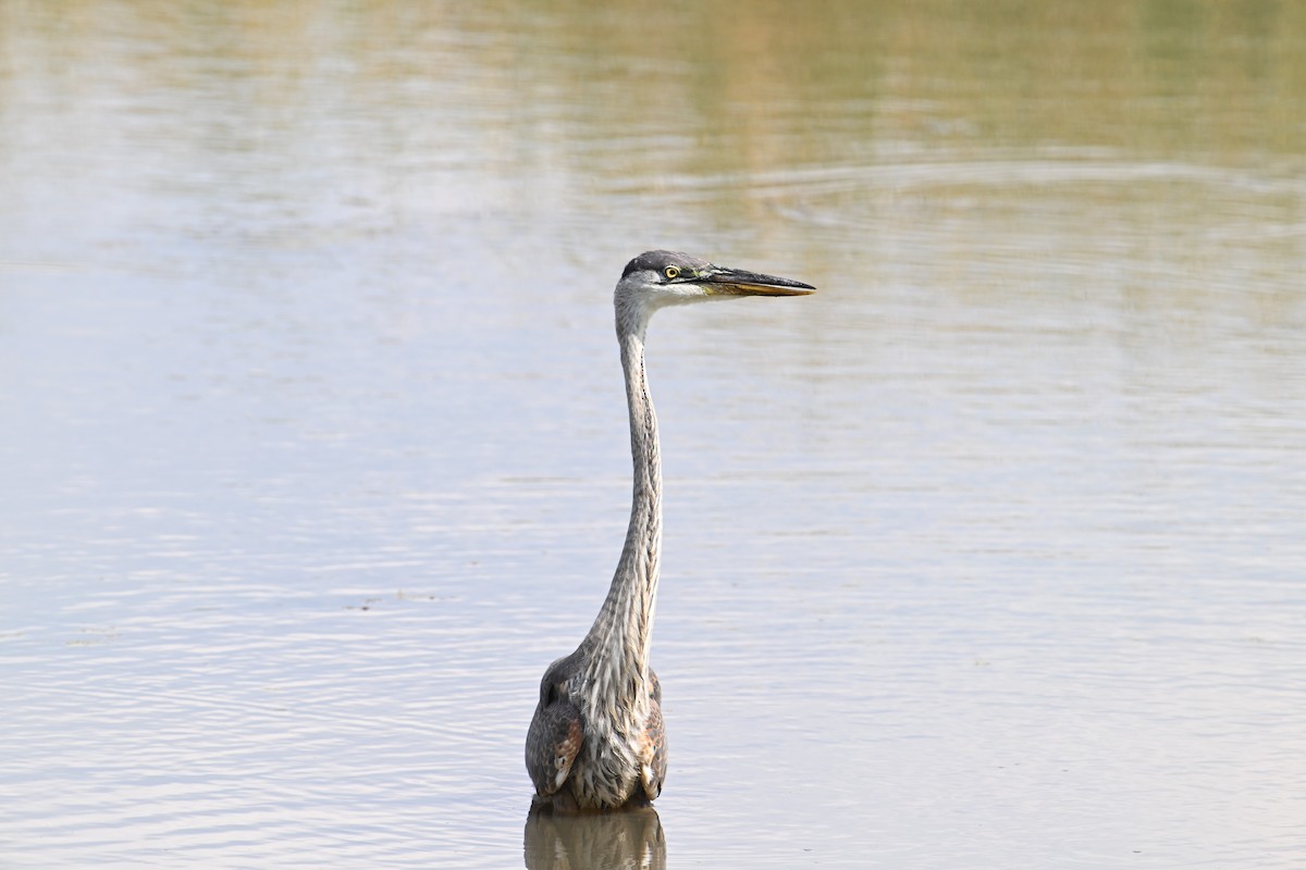 Great Blue Heron (Great Blue) - ML642001479