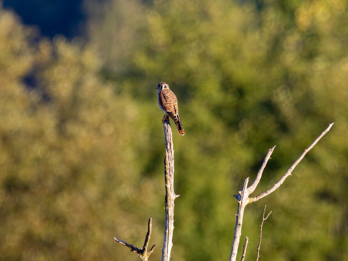 American Kestrel - ML642001482