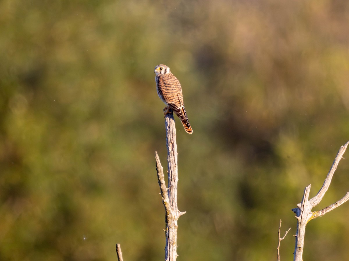 American Kestrel - ML642001483