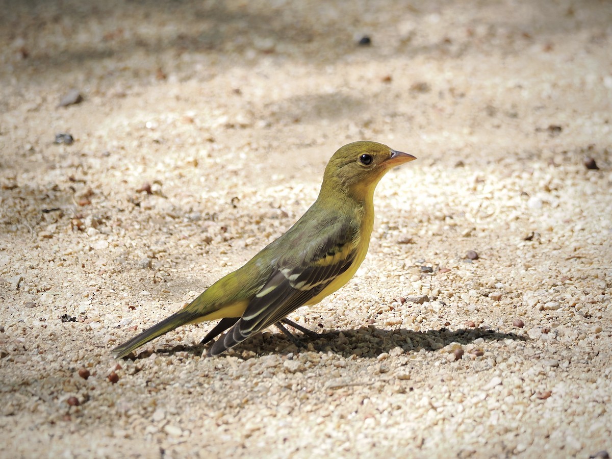 Western Tanager - ML642001484
