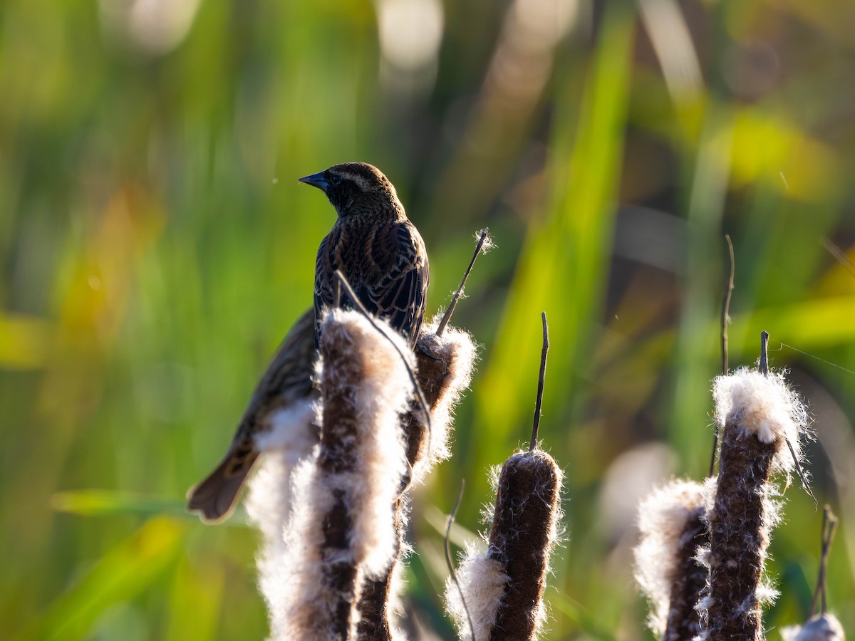 Red-winged Blackbird - ML642001487