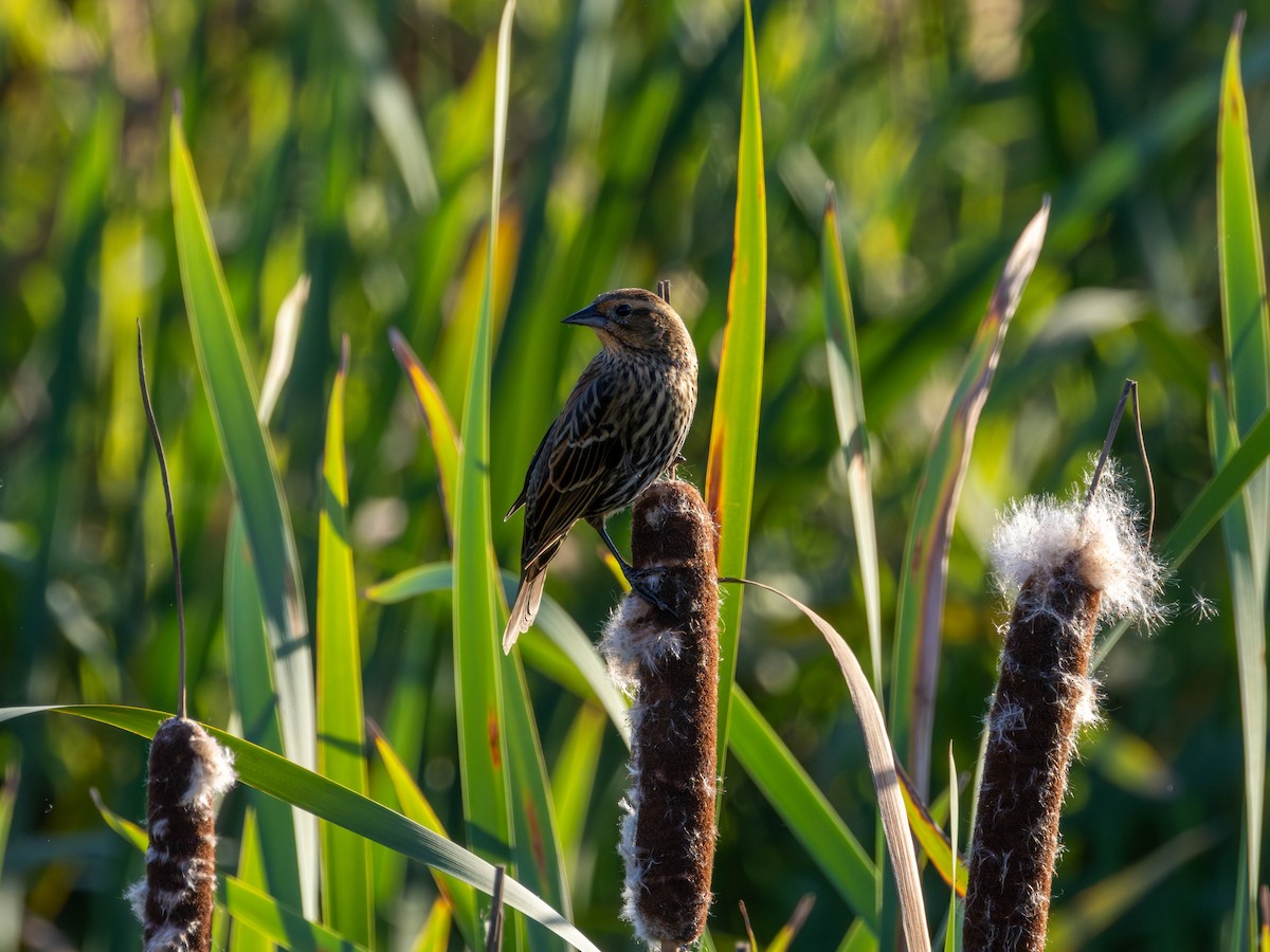 Red-winged Blackbird - ML642001488