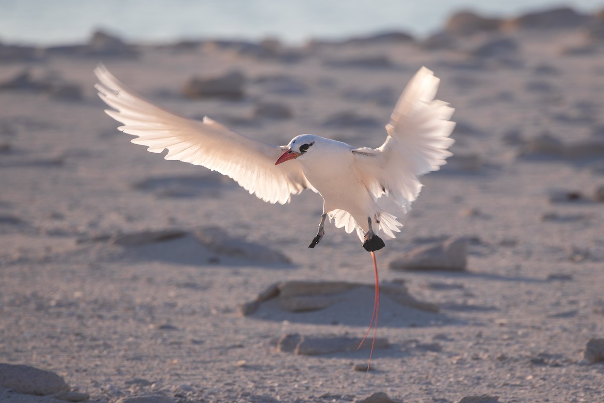 Red-tailed Tropicbird - ML642001489