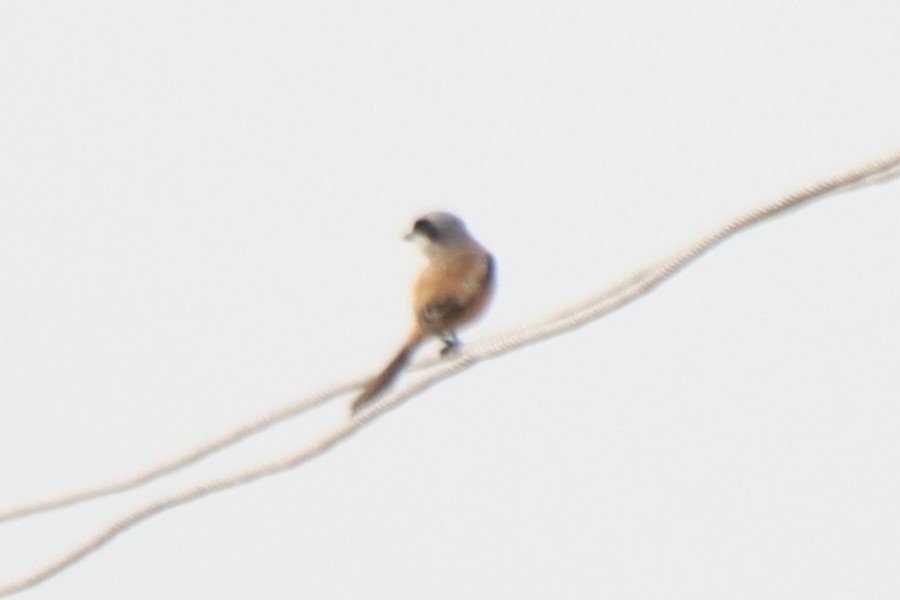 Long-tailed Shrike - ML642001490